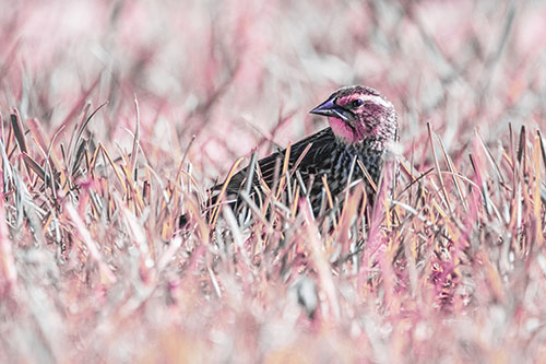 Female Red Winged Blackbird Taking Gander Among Grass (Purple Tint)