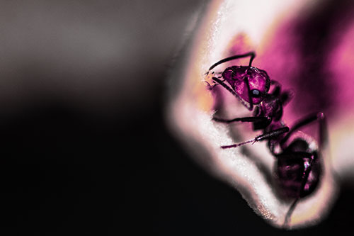 Fire Ant Milking Aphid Among Milkweed Leaf (Purple Tint)