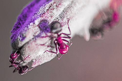 Fire Ants Crawling Among Milkweed Pod (Purple Tint)