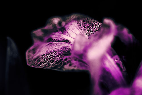 Fish Faced Dew Covered Iris Flower Petal (Purple Tint Photo)