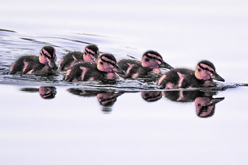 Five Baby Mallard Ducklings Swimming Across Lake Water (Purple Tint)