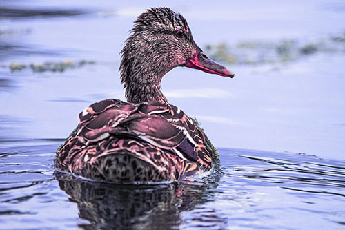 Floating Female Mallard Duck Glancing Sideways (Purple Tint Photo)