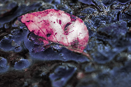 Floating Leaf Face Smirking Among Algae (Purple Tint Photo)