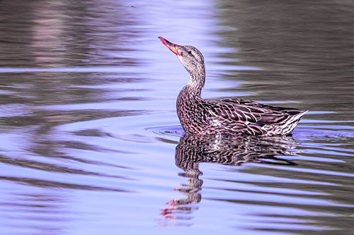 Floating Mallard Duck Watches Dragonfly Buzzing Above (Purple Tint)