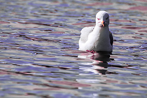 Floating Seagull Making Direct Eye Contact (Purple Tint)