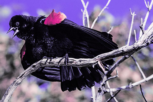 Fluffy Red Winged Blackbird Cawing Among Curving Branch (Purple Tint)