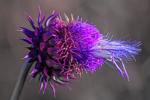 Fluffy Spiked Bug Eyed Thistle Face (Purple Tint Photo)