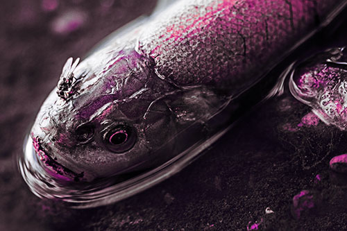 Fly Feasts Among Freshwater Whitefish Eyeball (Purple Tint Photo)