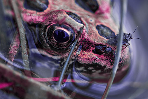 Fly Standing Atop Leopard Frogs Nose (Purple Tint Photo)