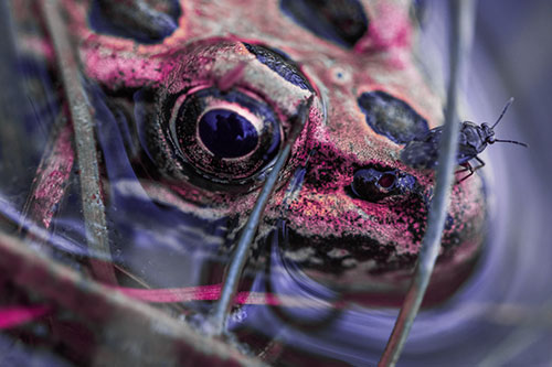 Fly Standing Atop Leopard Frogs Nose (Purple Tint)