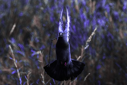 Flying Pigeon Carries Stick In Mouth (Purple Tint)
