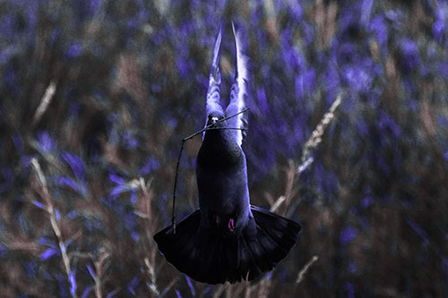 Flying Pigeon Carries Stick In Mouth (Purple Tint Photo)