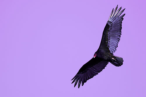Flying Turkey Vulture Hunts For Food (Purple Tint Photo)