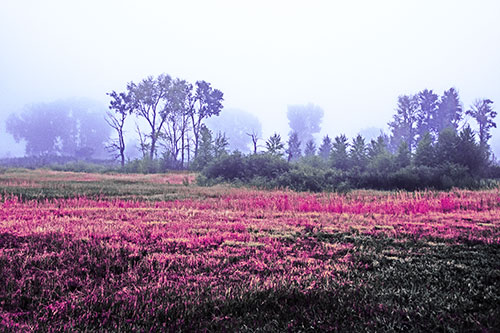 Fog Lingers Beyond Tree Clusters (Purple Tint Photo)