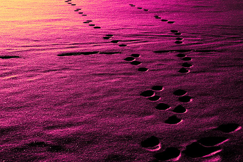 Footprint Trail Across Snow Covered Lake (Purple Tint Photo)