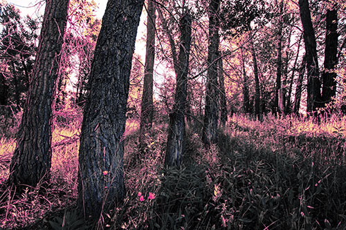 Forest Tree Trunks Blocking Sunlight (Purple Tint Photo)