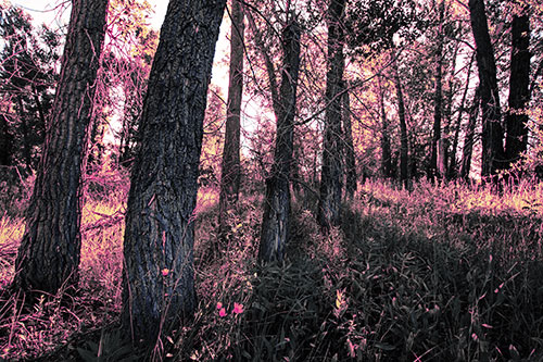 Forest Tree Trunks Blocking Sunlight (Purple Tint)