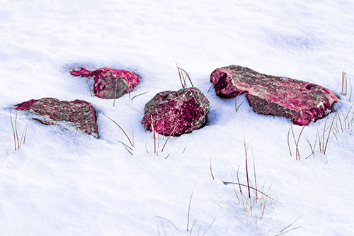 Four Big Rocks Buried In Snow (Purple Tint Photo)