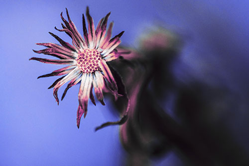 Freezing Aster Flower Shaking Among Wind (Purple Tint Photo)