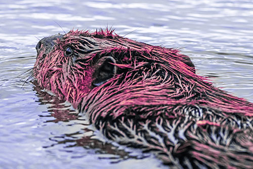 Frightened Beaver Swims Upstream River (Purple Tint)