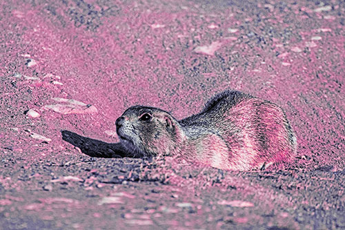 Frightened Russet Ground Squirrel Crouching Atop Dirt Mound (Purple Tint)