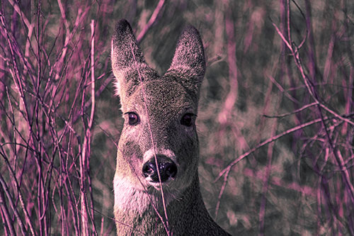 Frightened White Tailed Deer Staring (Purple Tint)