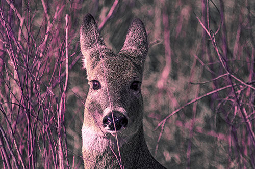Frightened White Tailed Deer Staring (Purple Tint Photo)
