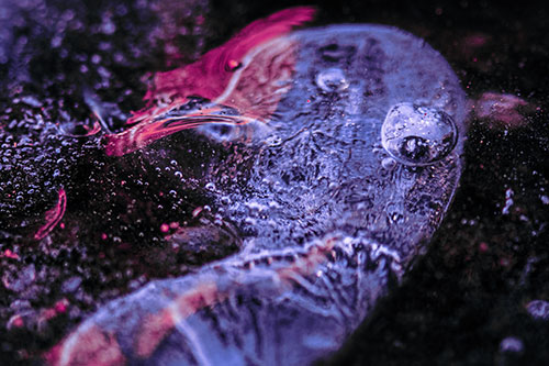 Frozen Distorted Bubble Eyed Ice Face (Purple Tint Photo)