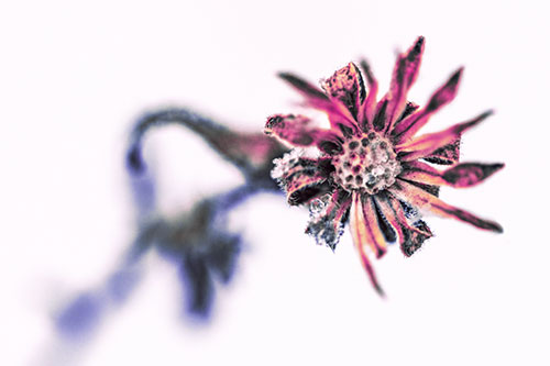Frozen Ice Clinging Among Bending Aster Flower Petals (Purple Tint Photo)