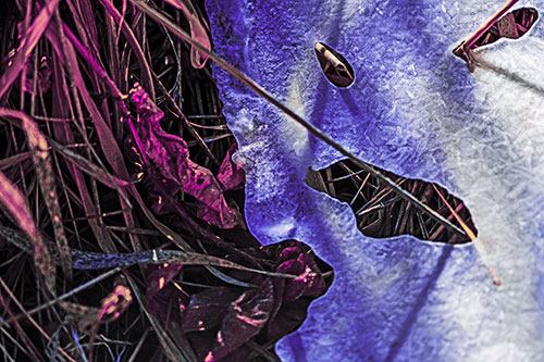 Frozen Protruding Grass Bladed Ice Face (Purple Tint Photo)