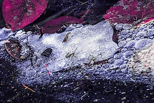 Frozen Rubber Eyed Ice Face Smiling Among Floating Leaves (Purple Tint)