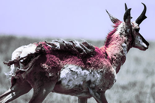 Fur Shedding Pronghorn Walking Along Grass (Purple Tint Photo)