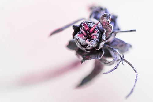 Fuzzy Blossoming Willow Cone Gall Midge (Purple Tint Photo)