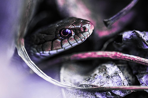 Garter Snake Peeking Out Dirt Tunnel (Purple Tint Photo)