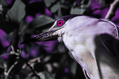 Gazing Black Crowned Night Heron Among Tree Branches (Purple Tint Photo)