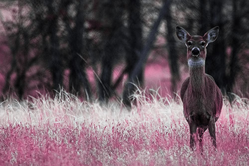 Gazing White Tailed Deer Watching Among Feather Reed Grass (Purple Tint Photo)