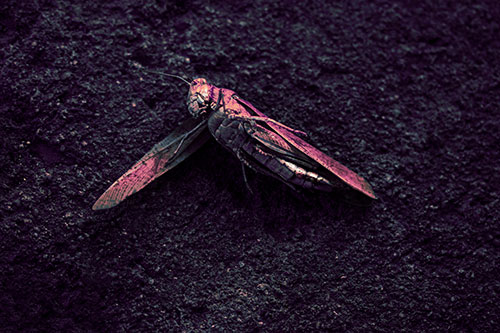 Giant Dead Grasshopper Laid To Rest (Purple Tint Photo)