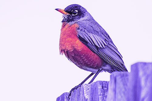Glaring American Robin Standing Guard Atop Wooden Fence (Purple Tint Photo)