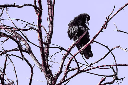 Glaze Eyed Crow Tilting Head Among Dead Tree Branches (Purple Tint)