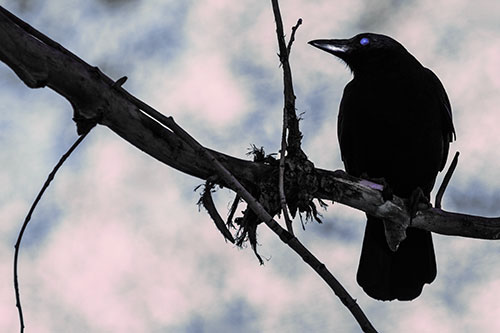 Glazed Eyed Crow Gazing Sideways Along Sloping Tree Branch (Purple Tint Photo)