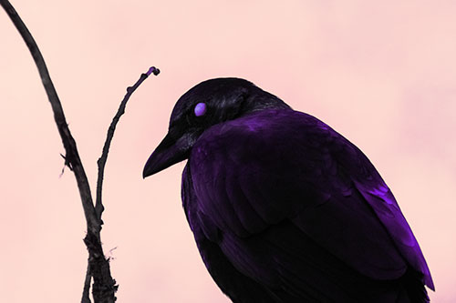 Glazed Eyed Crow Hunched Over Atop Tree Branch (Purple Tint Photo)