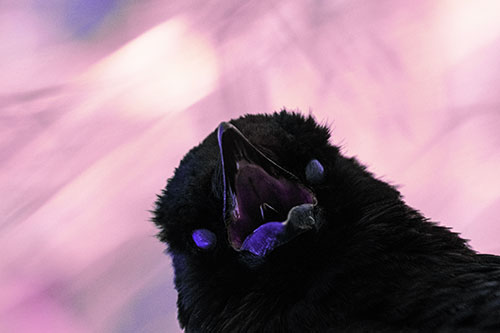 Glazed Eyed Tongue Screaming Crow (Purple Tint Photo)