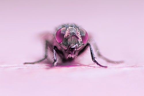 Glistening Cluster Fly Sticking Tongue Out (Purple Tint)