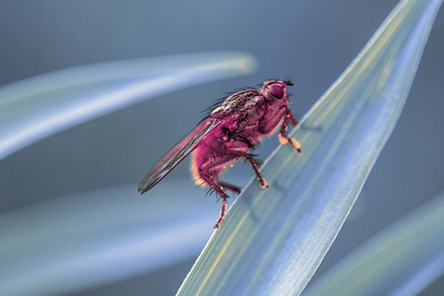Golden Dung Fly Perched Along Sloping Fescue Grass Blade (Purple Tint)