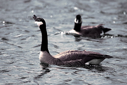 Goose Honking Loudly On Lake Water (Purple Tint Photo)