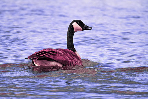 Goose Swimming Down River Water (Purple Tint Photo)