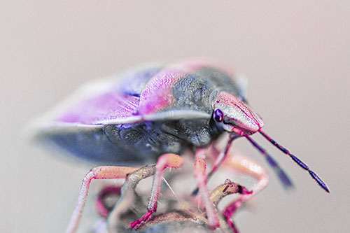 Gorse Shieldbug Standing Atop Gumplant (Purple Tint)