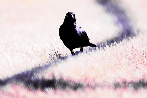 Grackle Bird Walking Down Shadow Line (Purple Tint Photo)