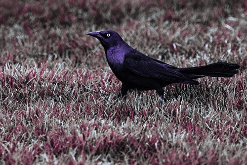 Grackle Walking Among Fresh Cut Grass (Purple Tint)