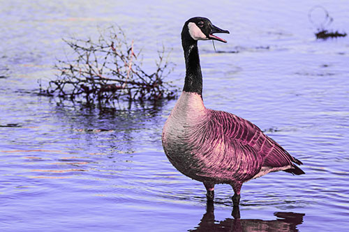 Grass Blade Dangling From Honking Canadian Goose Beak (Purple Tint Photo)